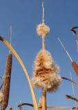род Typha. Часть осыпающегося соплодия. Краснодарский край, окр. г. Крымск, берег р. Адагум. 06.09.2014.