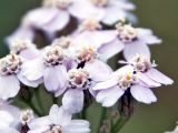 род Achillea