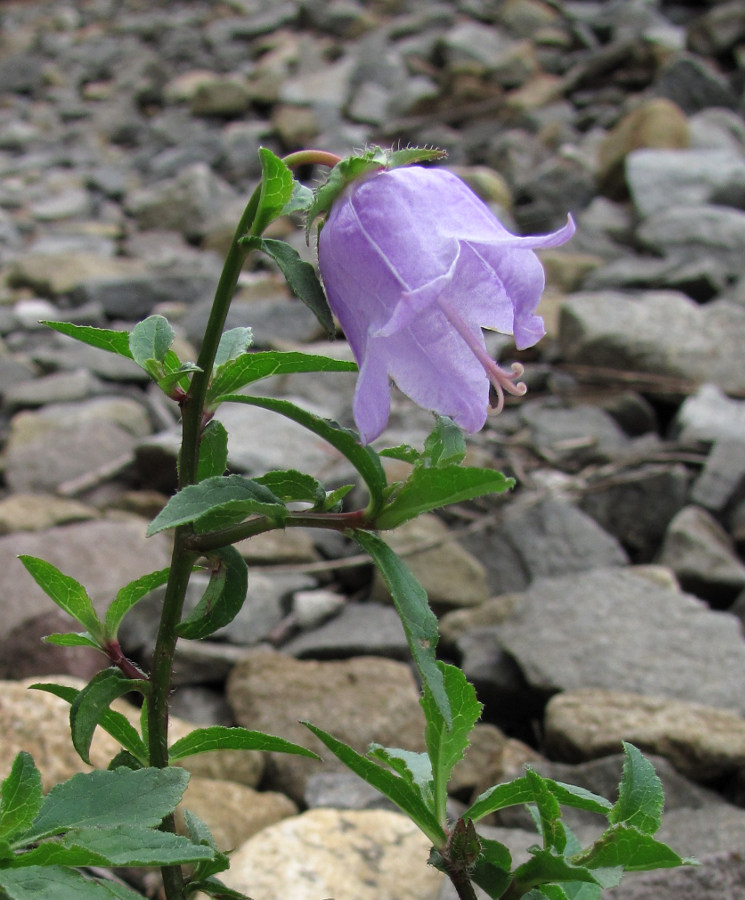 Image of Campanula longistyla specimen.