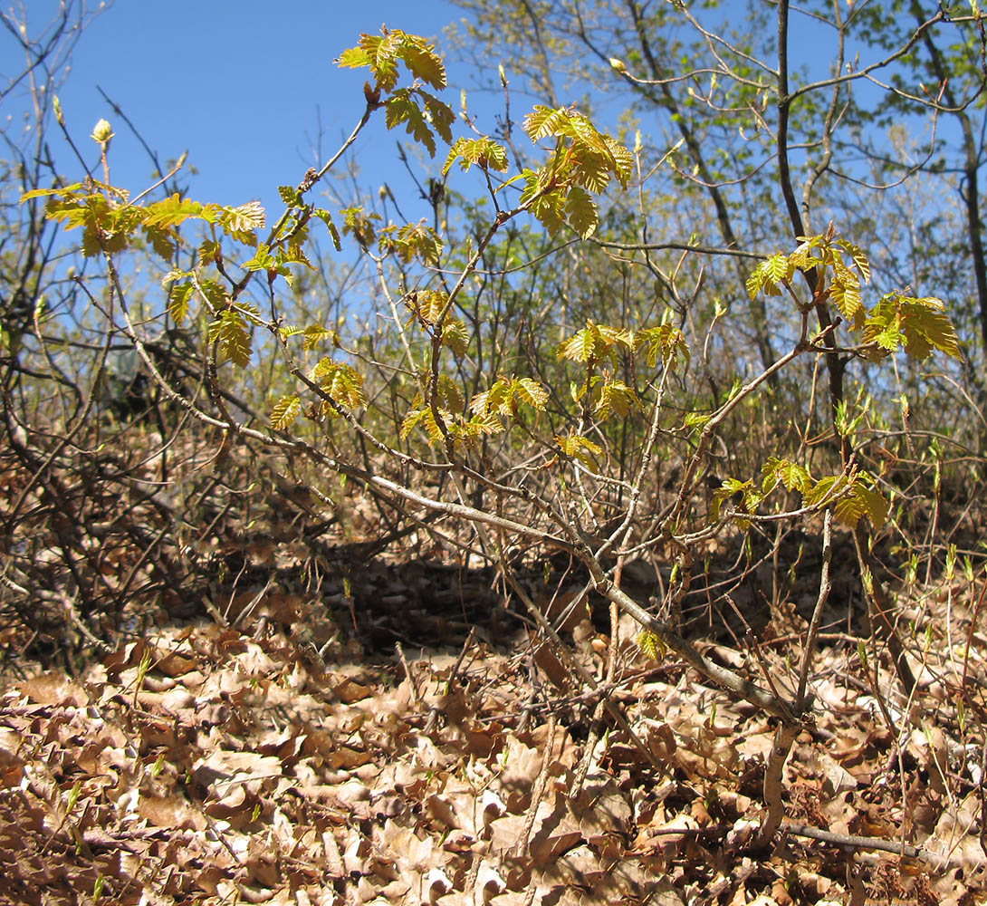 Image of Quercus petraea specimen.