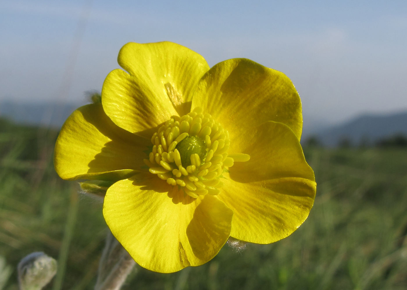 Изображение особи Ranunculus illyricus.