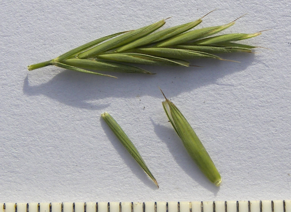 Image of Brachypodium pinnatum specimen.