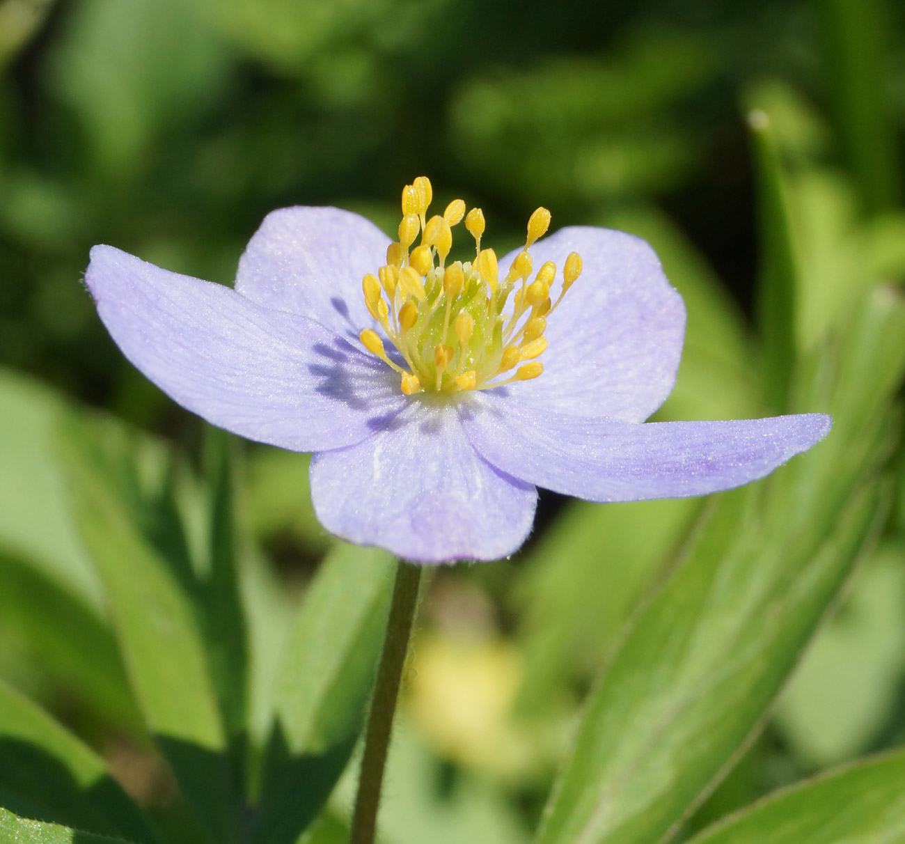 Изображение особи Anemone caerulea.