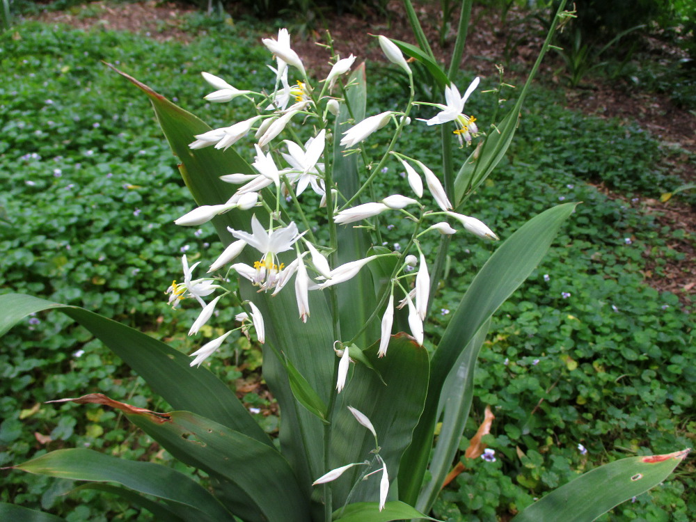 Image of Arthropodium cirratum specimen.