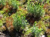 Picea omorika