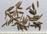 Festuca altissima