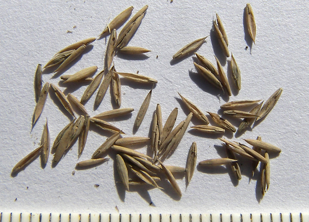 Image of Festuca altissima specimen.