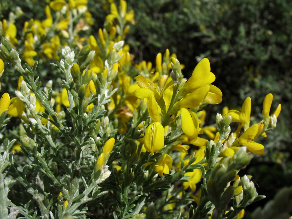 Изображение особи Genista microphylla.