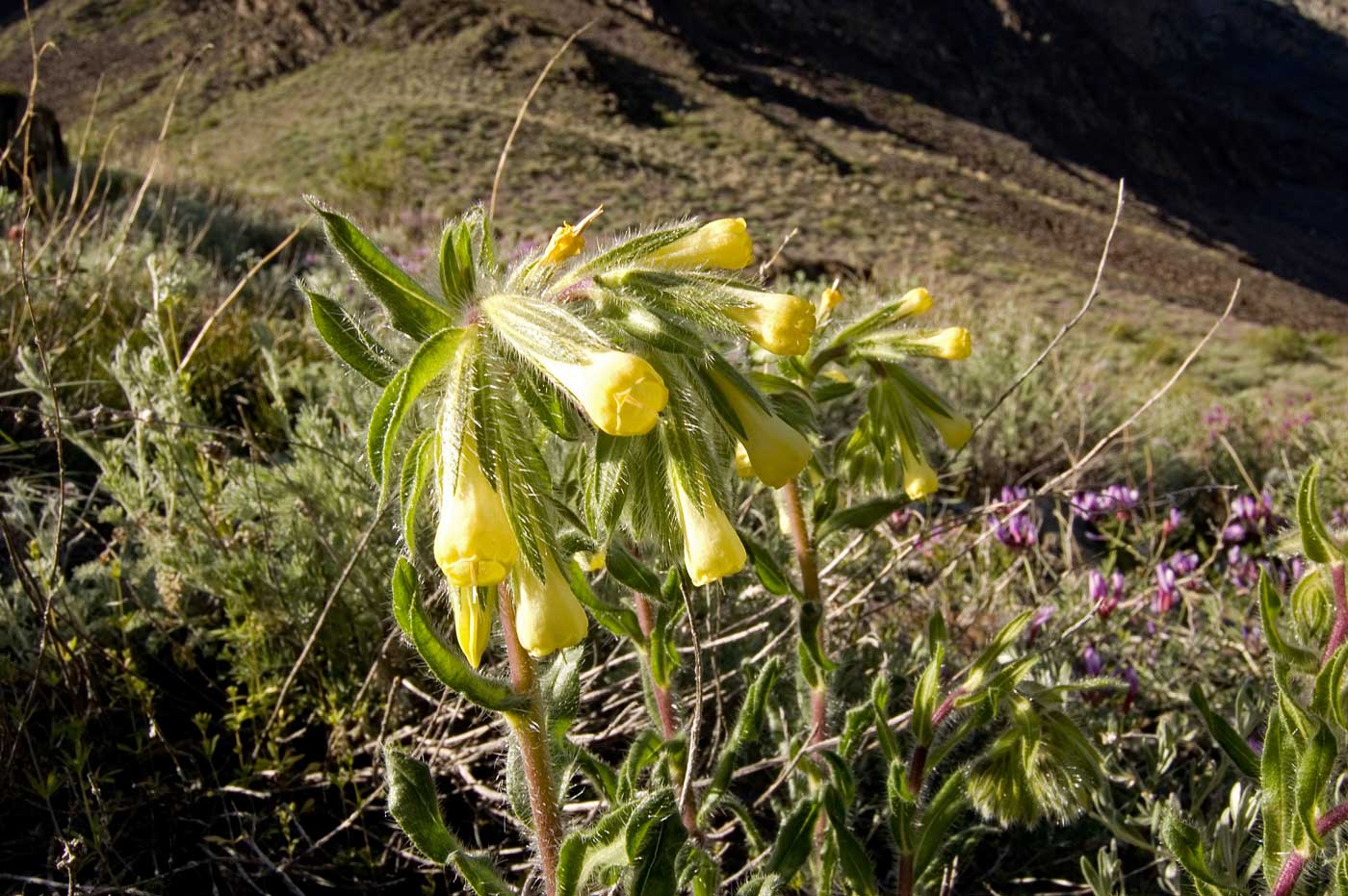 Изображение особи Onosma gmelinii.