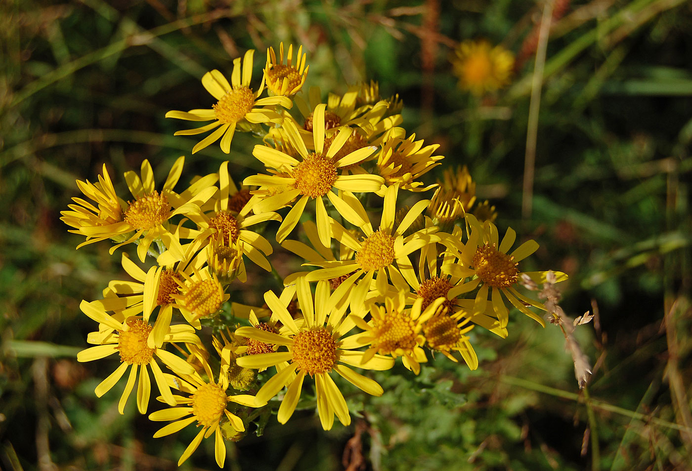 Image of genus Senecio specimen.