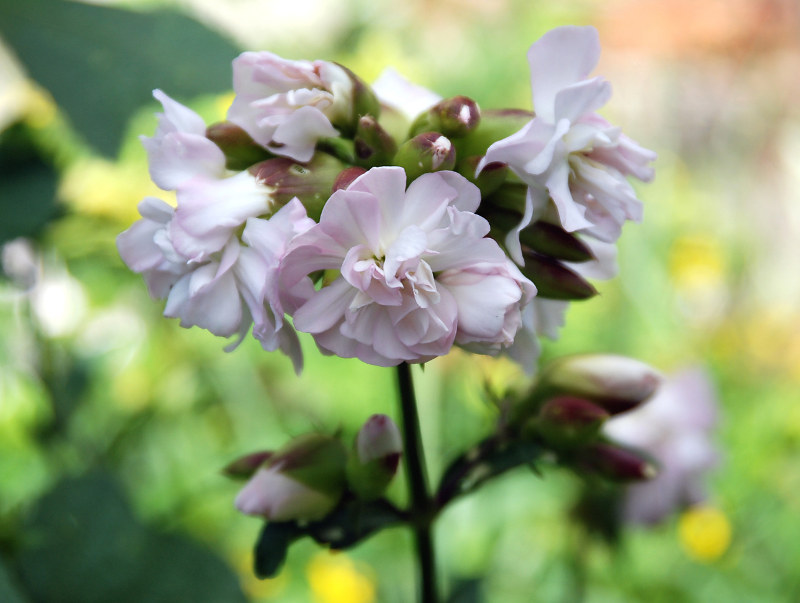 Image of Saponaria officinalis f. pleniflora specimen.