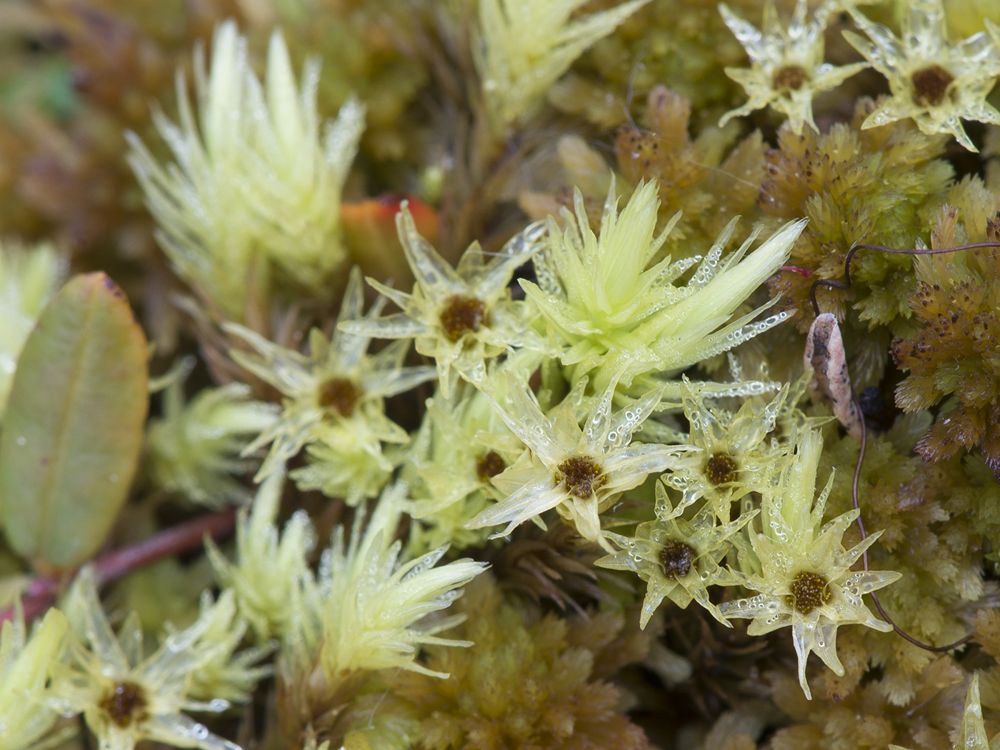 Image of Aulacomnium palustre specimen.