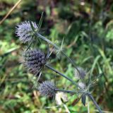 Eryngium planum. Верхушка растения с соцветиями. Челябинская обл., окр. г. Челябинск, Золотая горка, берёзовый лес. 26.08.2014.