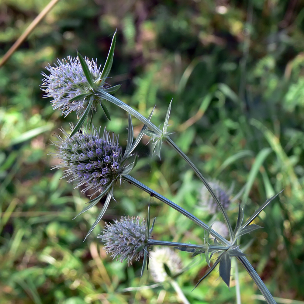 Изображение особи Eryngium planum.