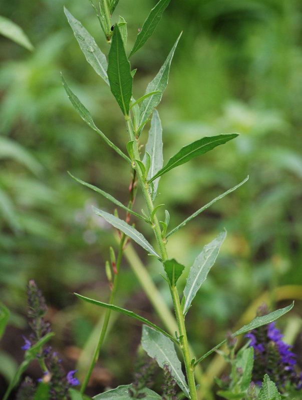 Image of Gaura lindheimeri specimen.