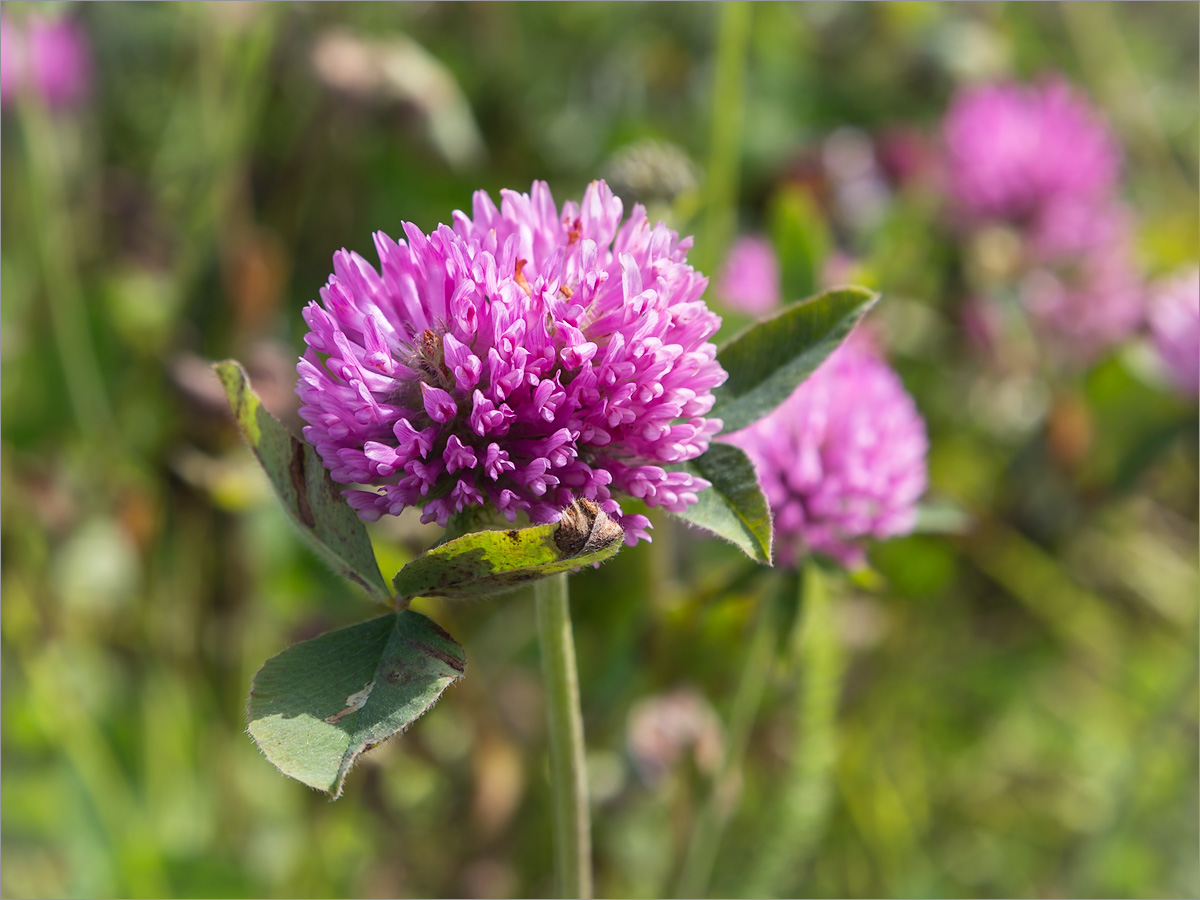 Изображение особи Trifolium pratense.