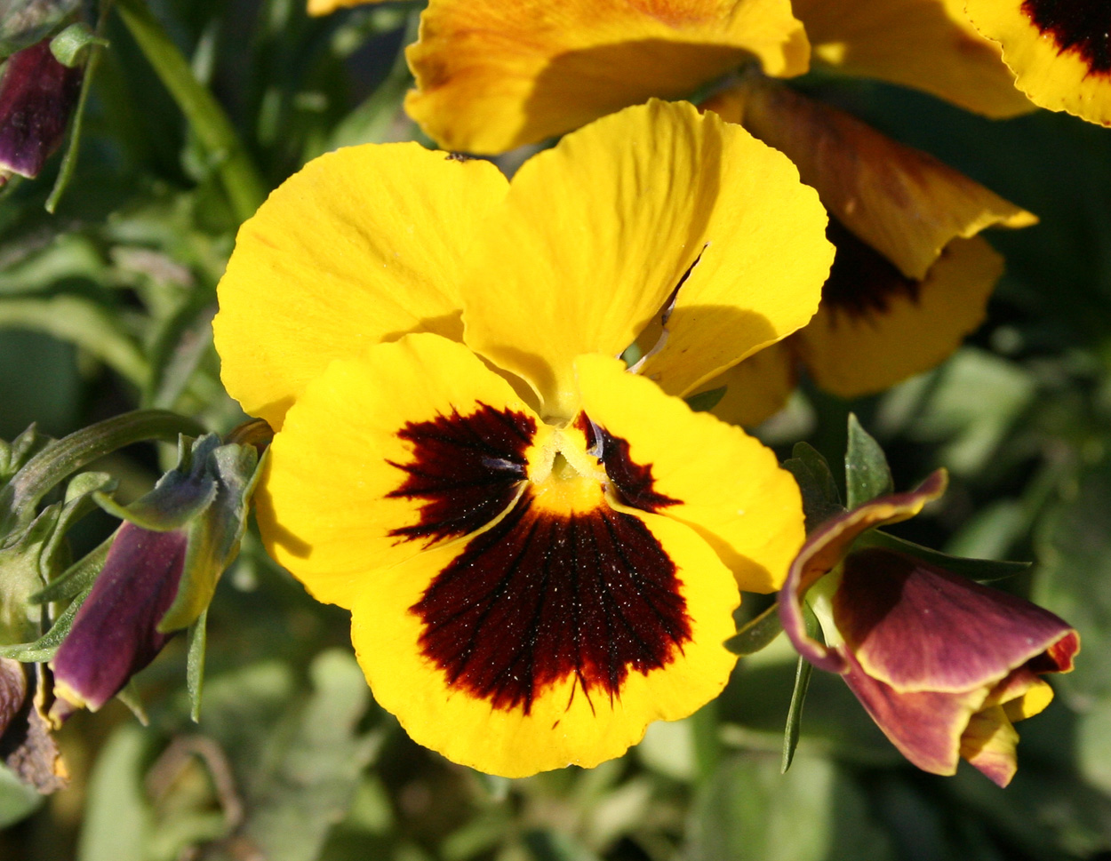 Image of Viola wittrockiana specimen.