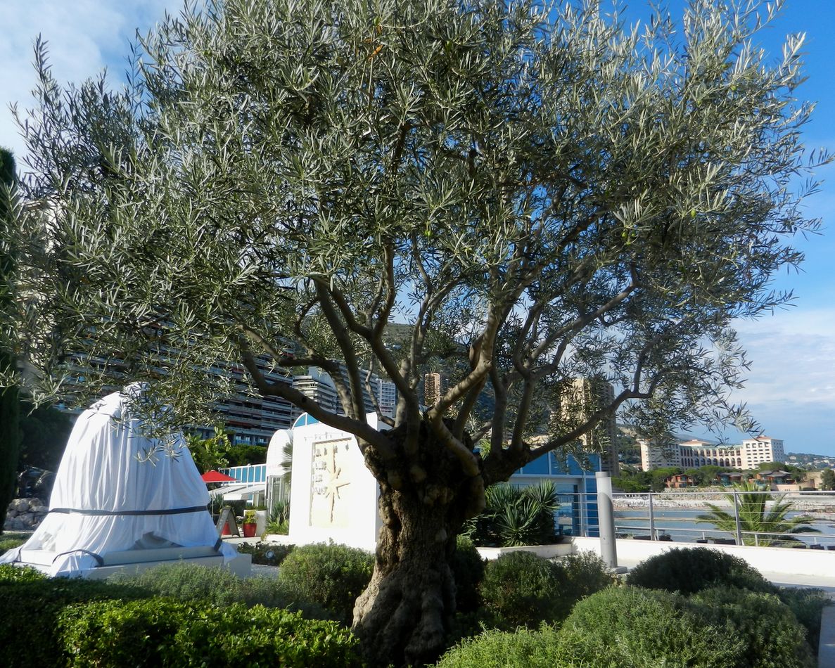 Image of Olea europaea specimen.