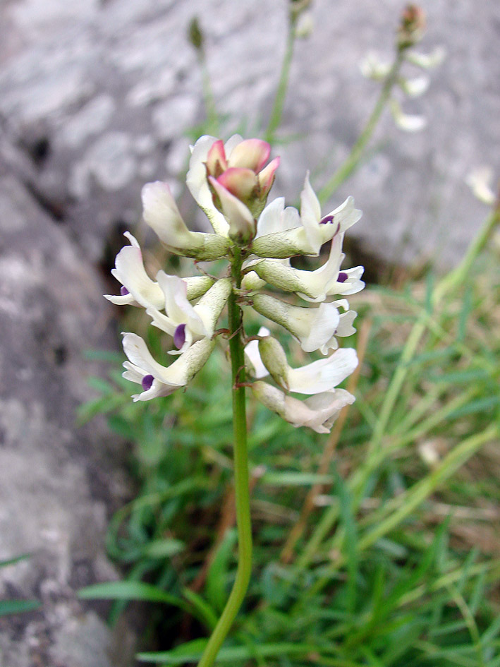 Image of Astragalus tugarinovii specimen.