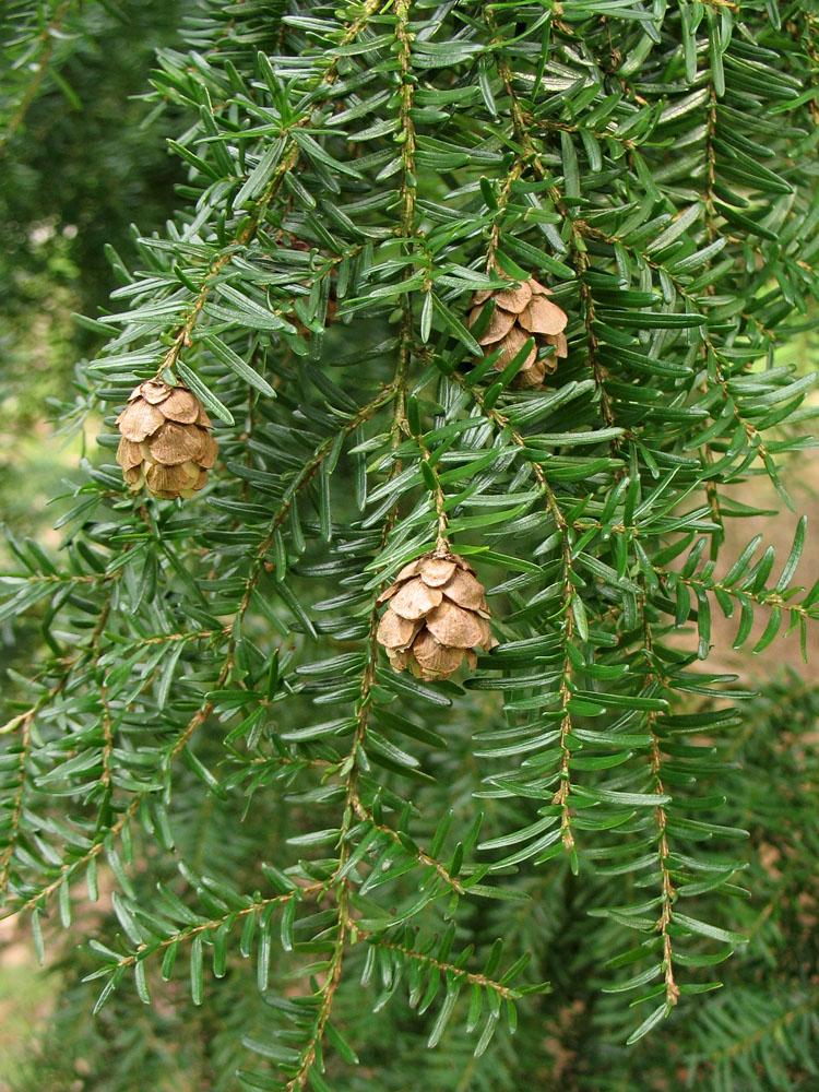 Изображение особи Tsuga heterophylla.