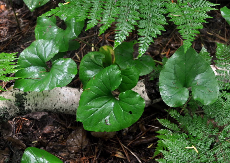 Image of Asarum sieboldii specimen.