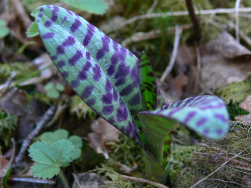 Изображение особи Dactylorhiza fuchsii.