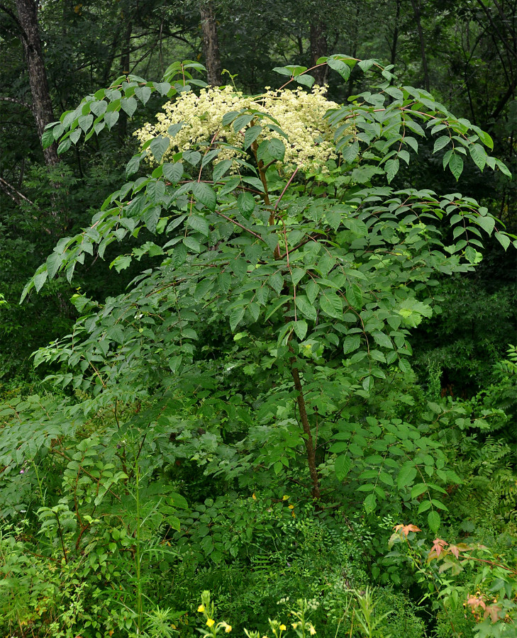 Изображение особи Aralia elata.