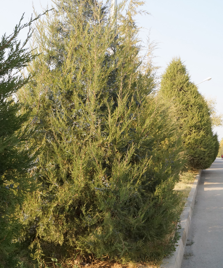 Image of Juniperus virginiana specimen.