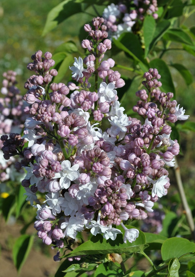 Изображение особи Syringa vulgaris.