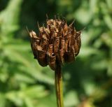 Trollius altaicus. Раскрывшийся плод-многолистовка (вид сбоку). Восточный Казахстан, Кокпектинский р-н, 25 км в горы от с. Пантелеймоновка, 1000 м н.у.м., берег речки. 20.07.2015.