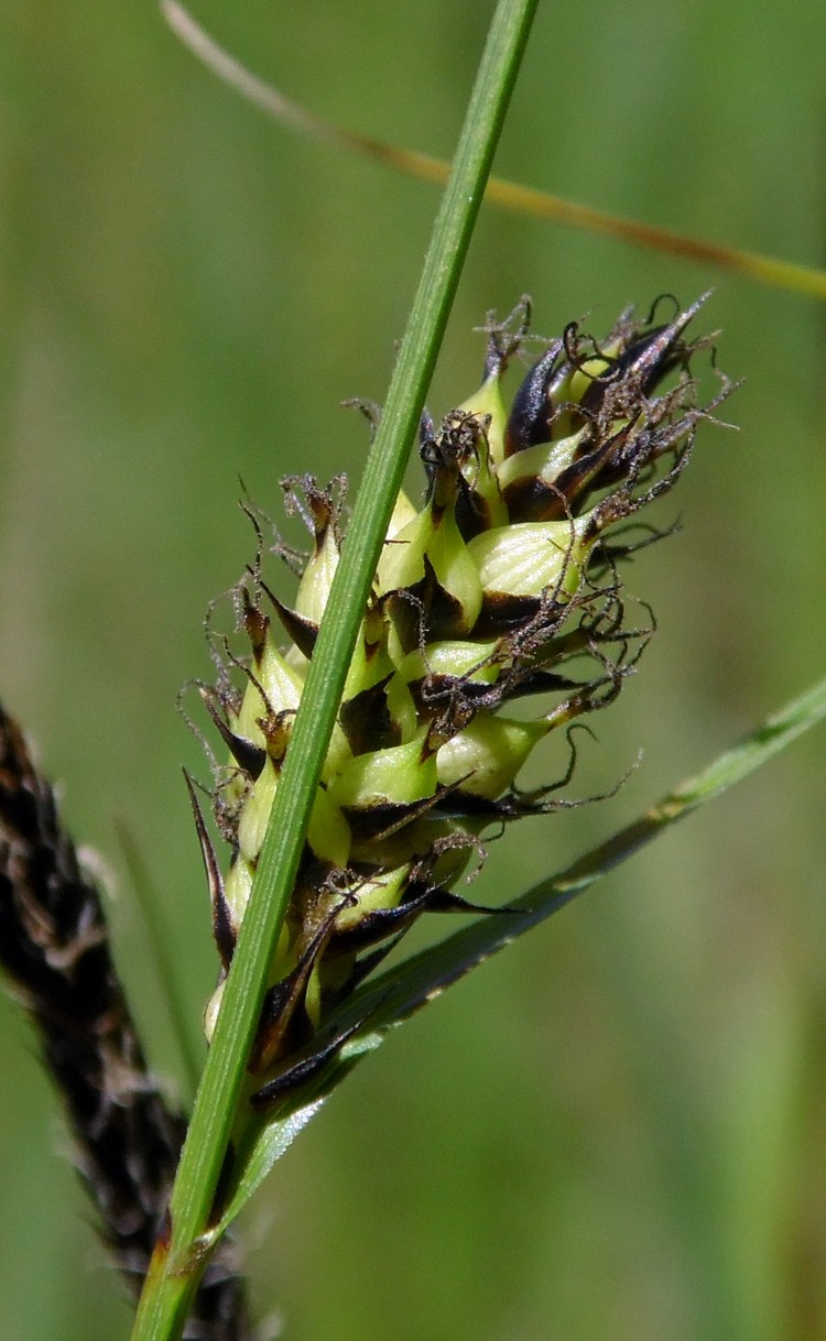 Image of Carex melanostachya specimen.