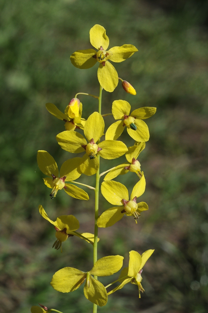 Image of Epimedium colchicum specimen.