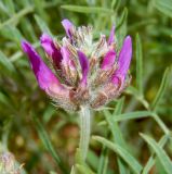 Astragalus circassicus