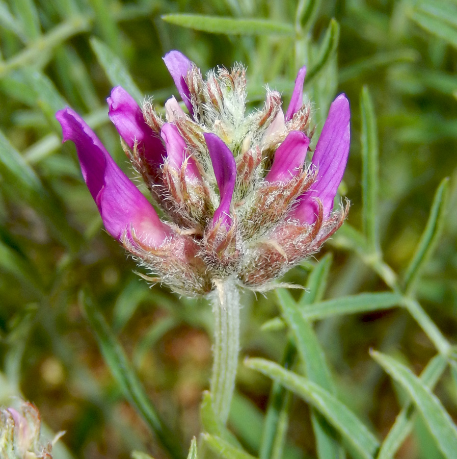 Изображение особи Astragalus circassicus.