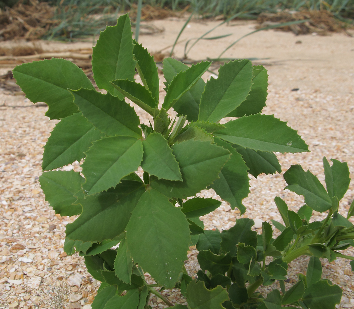 Image of genus Melilotus specimen.