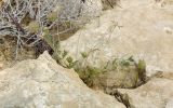 Pterocephalus plumosus