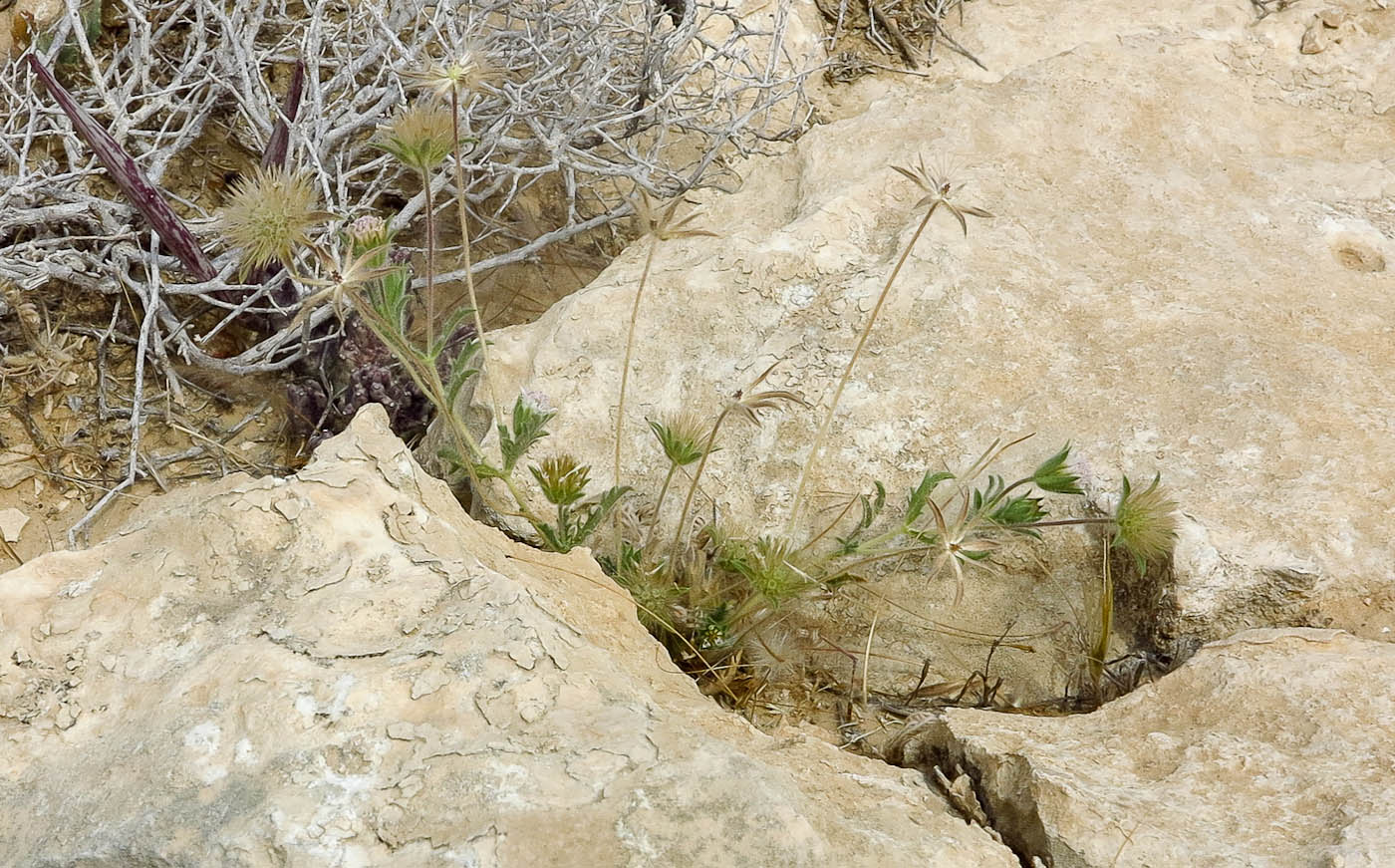 Image of Pterocephalus plumosus specimen.