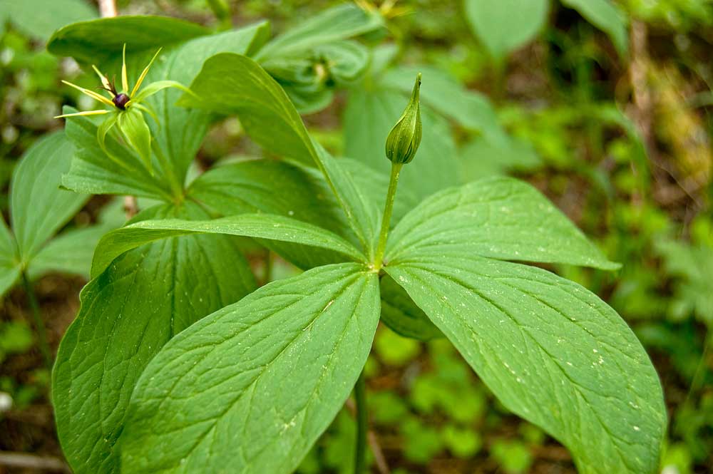 Image of Paris quadrifolia specimen.