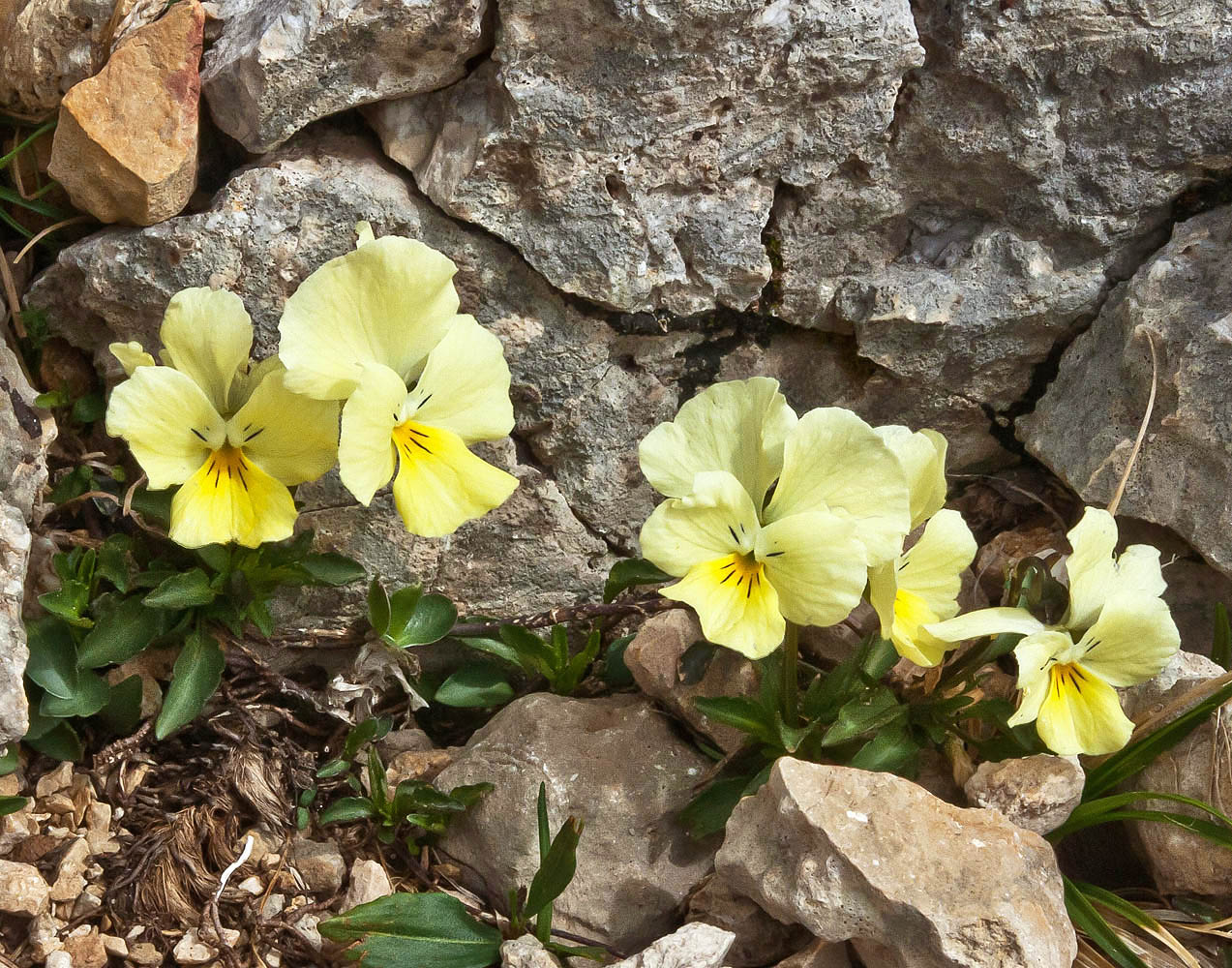 Image of Viola oreades specimen.