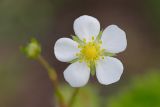 Fragaria vesca