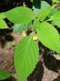 Impatiens parviflora