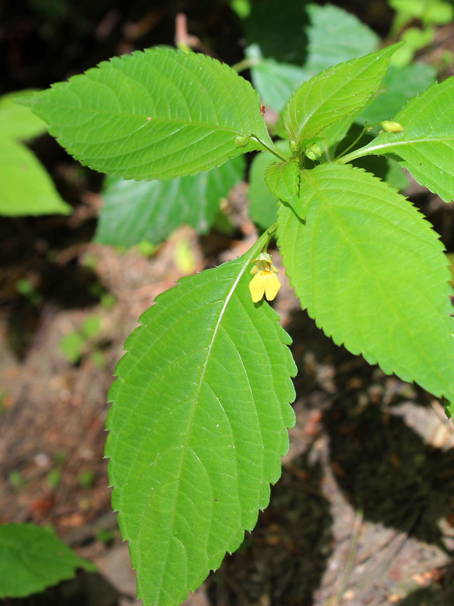 Изображение особи Impatiens parviflora.