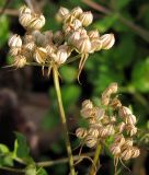 Aethusa cynapium