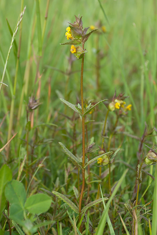 Изображение особи Rhinanthus minor.