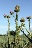 Onopordum acanthium