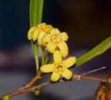 Pittosporum phillyraeoides