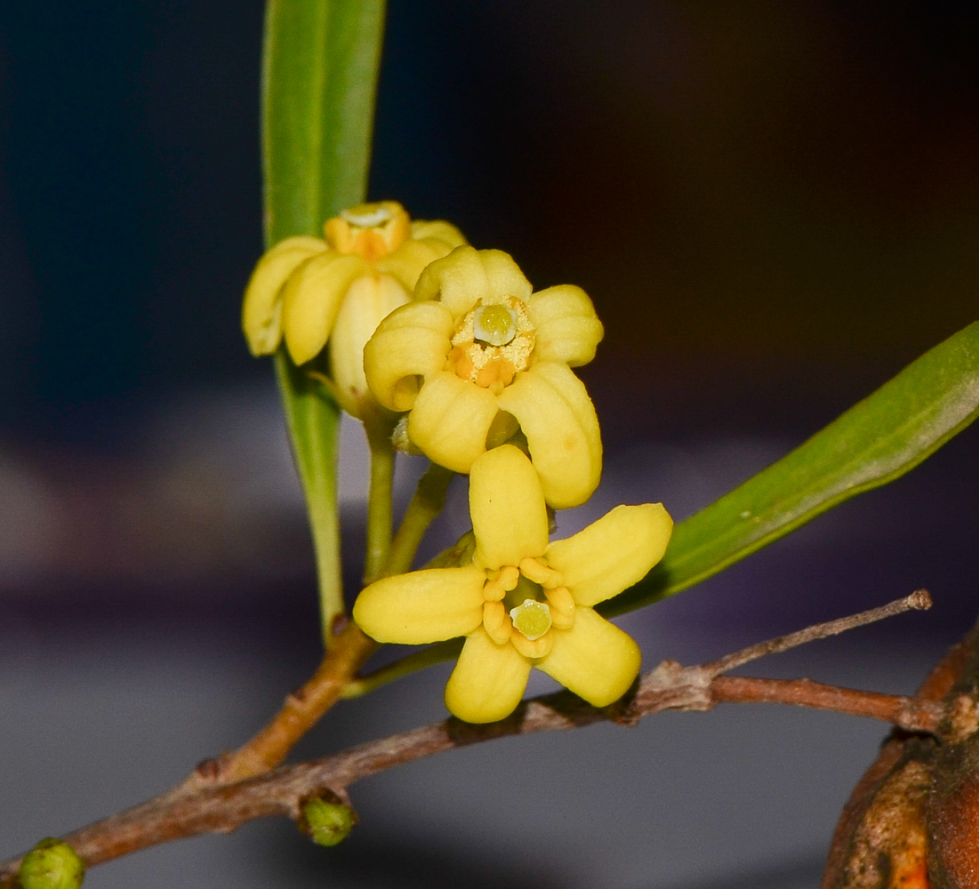 Image of Pittosporum phillyraeoides specimen.