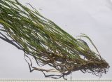 Poa palustris
