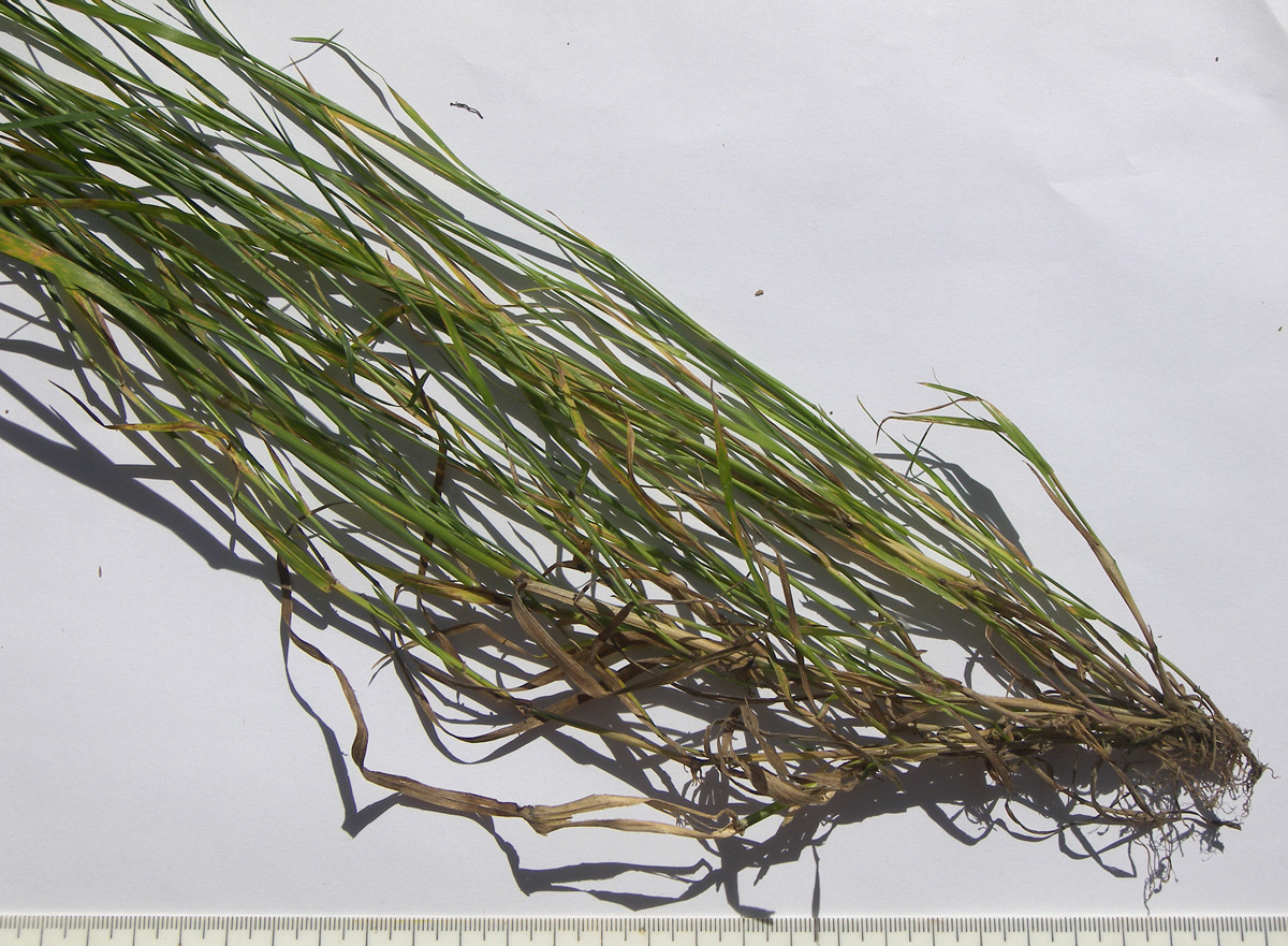 Image of Poa palustris specimen.