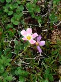 Claytonia acutifolia. Цветущие растения. Камчатский край, Быстринский р-н, природный парк \"Вулканы Камчатки\", северный участок, кластер \"Быстринский\", долина ручья Тупикин ключ, склон горной кустарниково-лишайниковой тундры. 12.07.2016.